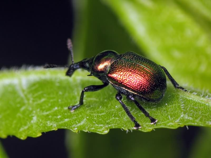 Byctiscus populi (Linnaeus, 1758)